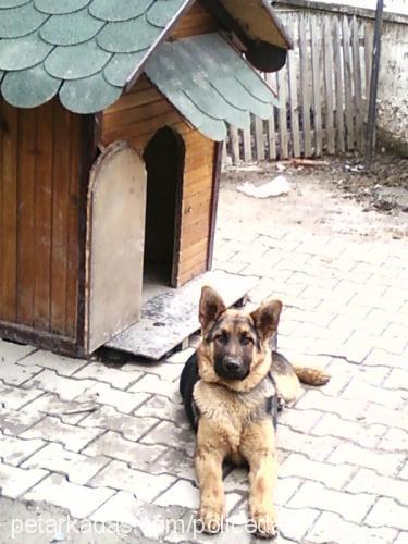 daisy Dişi Alman Çoban Köpeği