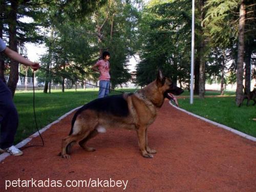 dorianvonrosenb Erkek Alman Çoban Köpeği