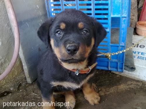 bihter Dişi Rottweiler