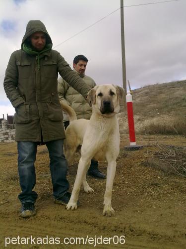 zorbey Erkek Kangal