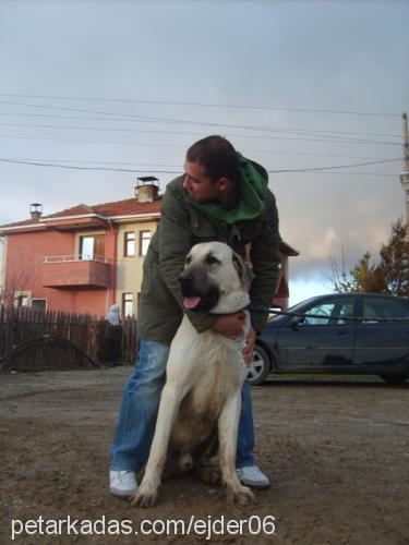 zorbey Erkek Kangal