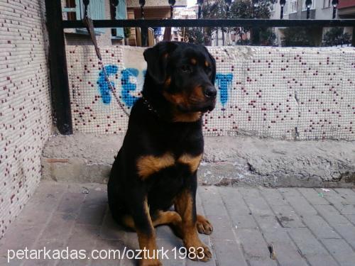 betty Dişi Rottweiler