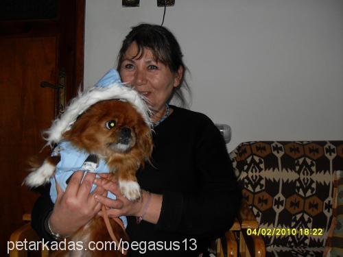 patik Dişi Pekingese