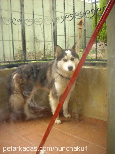 lucky Erkek Alaskan Malamute