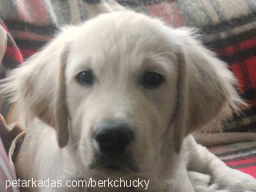 chucky Erkek Golden Retriever