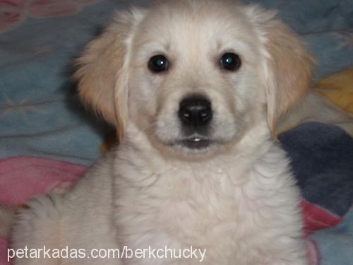 chucky Erkek Golden Retriever