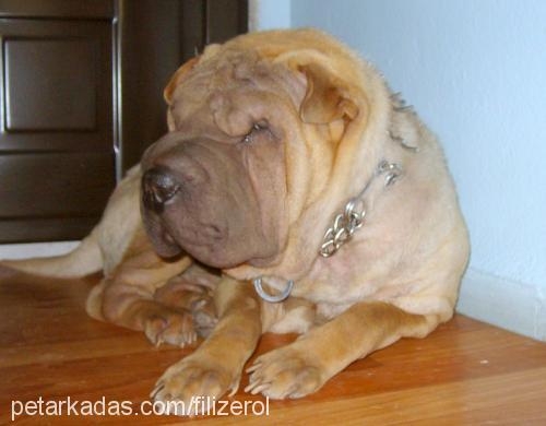 karamel Erkek Çin Shar-Pei