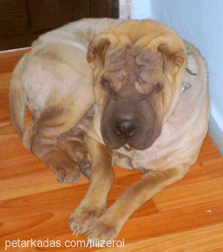 karamel Erkek Çin Shar-Pei