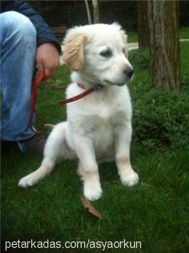 asya Dişi Golden Retriever