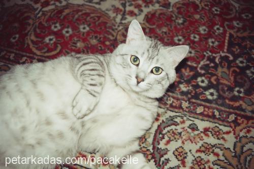 pisildur Erkek British Shorthair