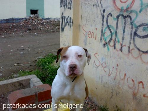 daisy Dişi Amerikan Pitbull Terrier