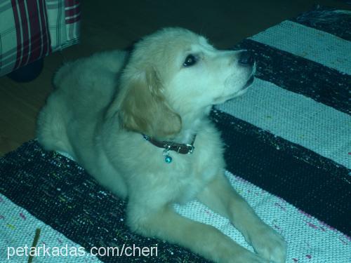 cheri Dişi Golden Retriever