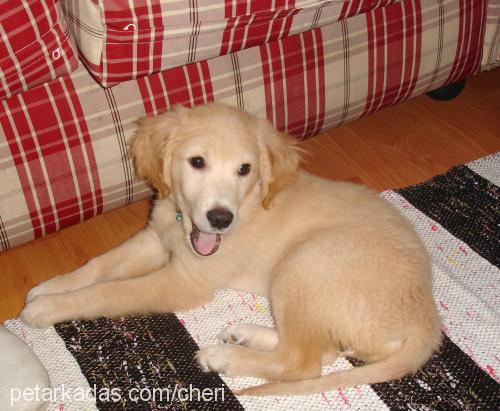 cheri Dişi Golden Retriever