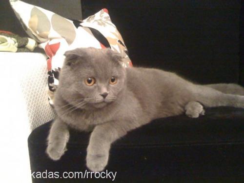 yaban Erkek Scottish Fold