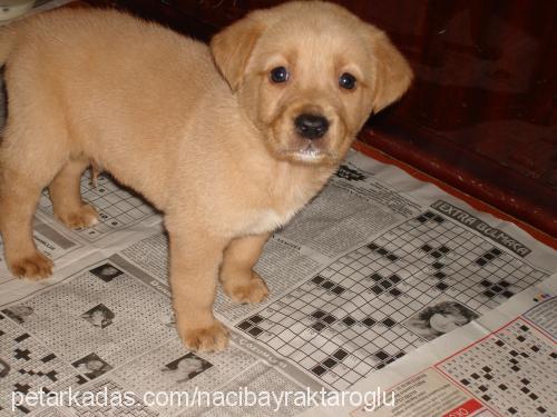 carlos Erkek Golden Retriever