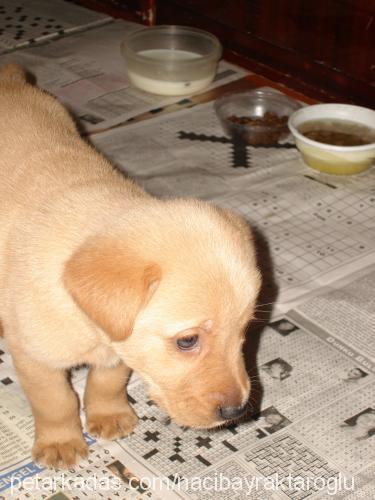 carlos Erkek Golden Retriever