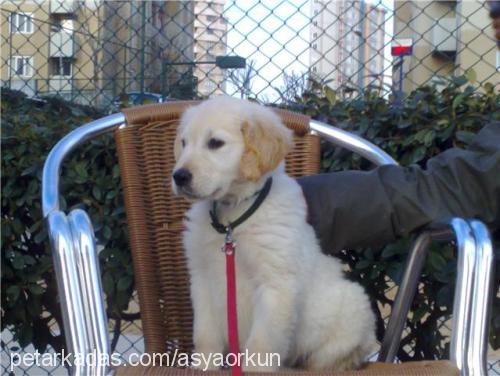 asya Dişi Golden Retriever