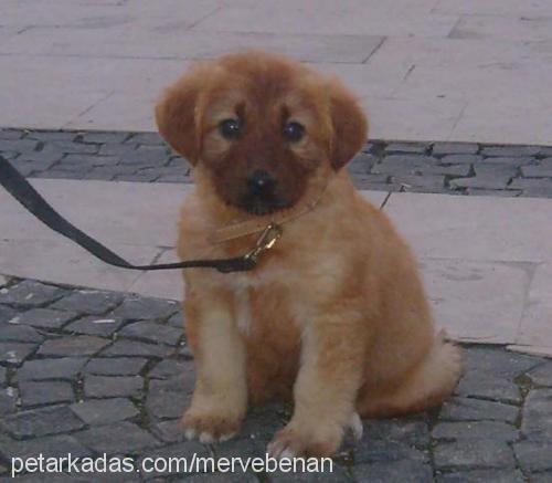 titan Erkek Golden Retriever