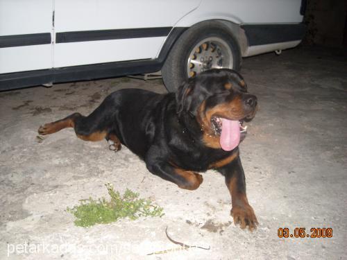 arap Erkek Rottweiler