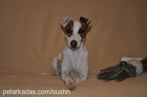 cips Dişi Jack Russell Terrier