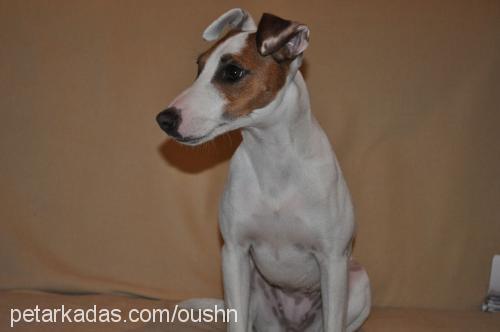 cips Dişi Jack Russell Terrier