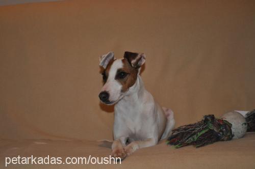 cips Dişi Jack Russell Terrier