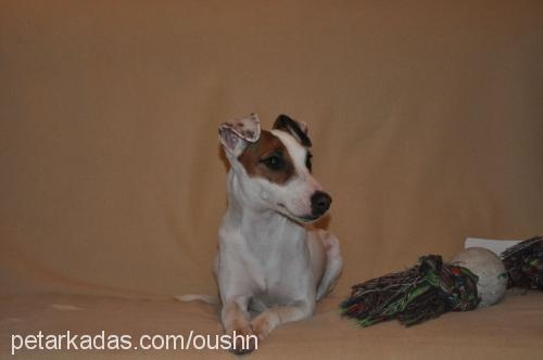 cips Dişi Jack Russell Terrier