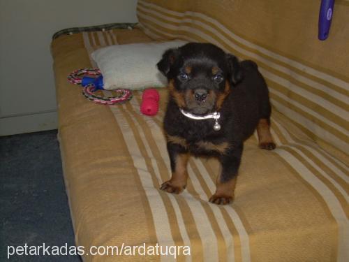 paşa Erkek Rottweiler