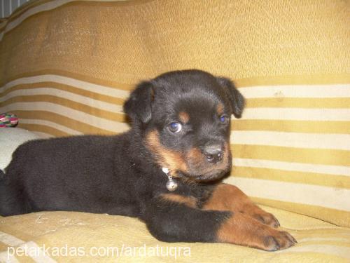 paşa Erkek Rottweiler