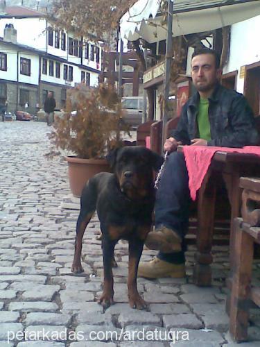 paşa Erkek Rottweiler