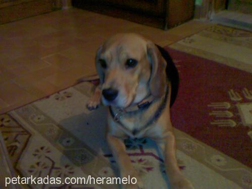 meliş Dişi Beagle