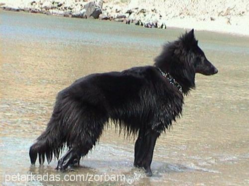 zorba Erkek Belçika Groenendael