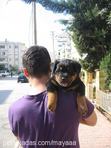 ateŞ Erkek Rottweiler