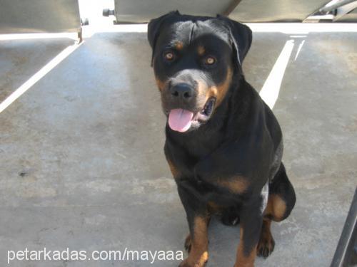 ateŞ Erkek Rottweiler