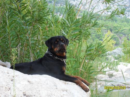 ateŞ Erkek Rottweiler