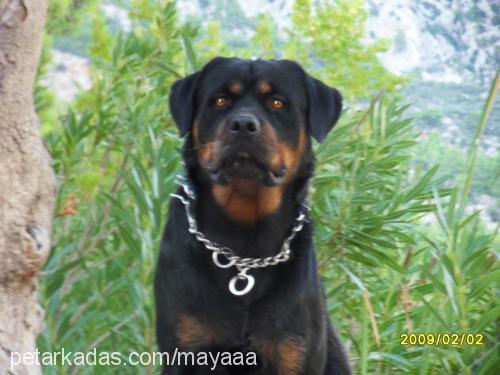 ateŞ Erkek Rottweiler