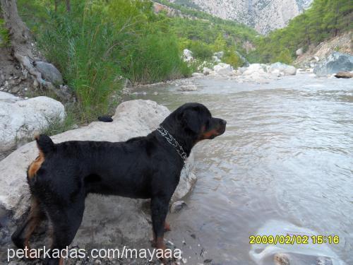 ateŞ Erkek Rottweiler