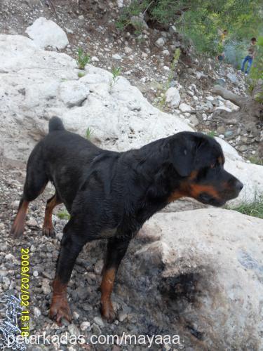 ateŞ Erkek Rottweiler