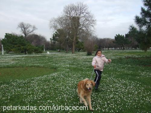 kırbaç Erkek Golden Retriever