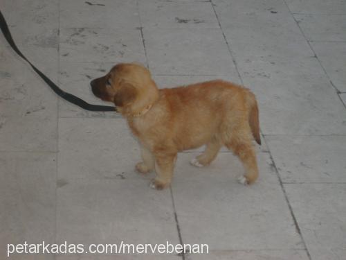 titan Erkek Golden Retriever