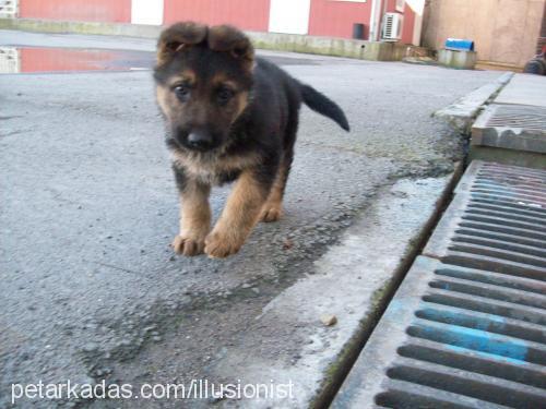 rocky Erkek Alman Çoban Köpeği