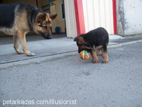 rocky Erkek Alman Çoban Köpeği