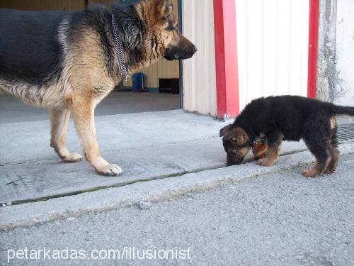 rocky Erkek Alman Çoban Köpeği