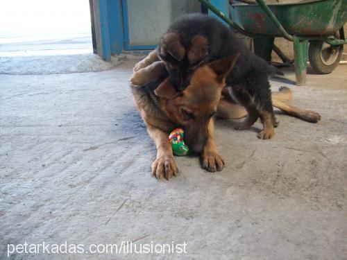 rocky Erkek Alman Çoban Köpeği