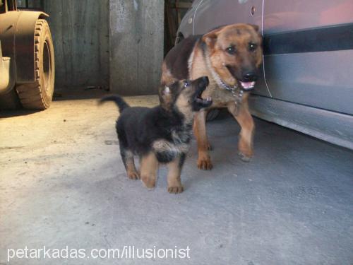 rocky Erkek Alman Çoban Köpeği