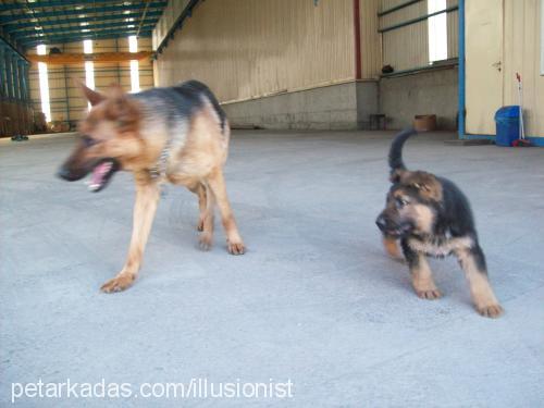 rocky Erkek Alman Çoban Köpeği