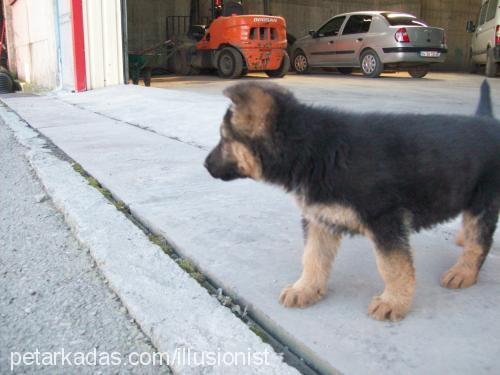 rocky Erkek Alman Çoban Köpeği