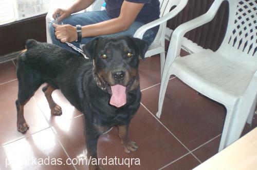 paşa Erkek Rottweiler