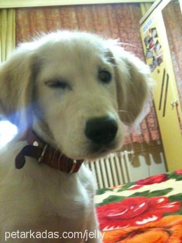 jelly Dişi Golden Retriever