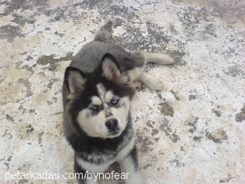 paŞa Erkek Sibirya Kurdu (Husky)